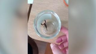 Femeia mușcată de scorpion este în afara oricărui pericol. Ar fi ajuns în locuința ieşencei, ascuns printre bananele cumpărate din Lidl