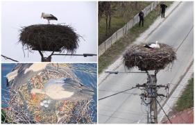 Bărzoiul Peter, primul care vesteşte primăvara într-un sat din Covasna. De 6 ani, revine negreşit la cuibul său, urmat apoi de celelalte păsări