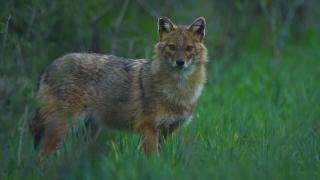 Teroarea şacalilor. De teamă, oamenii nu mai ies din case după lăsarea serii. De ce nu pot fi vânate fiarele