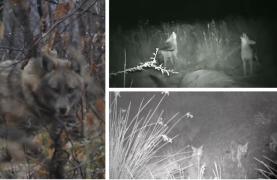 "Dacă prind un om, îl sfâşie". Şacalii terorizează satele din sudul ţării: localnicii cer măsuri urgente