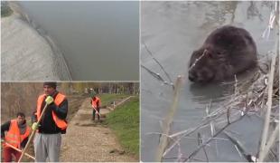"Dorel" din Arad a distrus "casele" castorilor. Muncitorii angajaţi să adune gunoaiele au tăiat kilometri buni de stufăriş