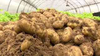 Preţul uriaş cu care se vinde un kg de cartofi noi româneşti