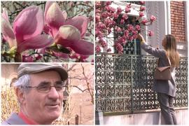 Neculai e de-o vârstă cu magnolia de care are grijă de jumătate de secol. Florile au colorat Capitala