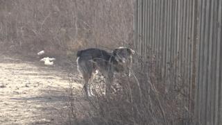 Doi copii au căzut pradă câinilor maidanezi, în doar două zile. Unul dintre ei a fost mușcat de mâini