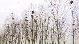 Păsările care fac "legea" la intrarea în Baia Mare. Au băgat groaza în oameni: ''Sunt prea multe!''