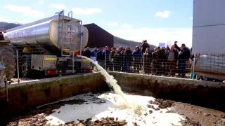 Momentul în care fermierii varsă 7 tone de lapte dintr-o cisternă. De ce preferă să-l arunce, în loc să-l vândă