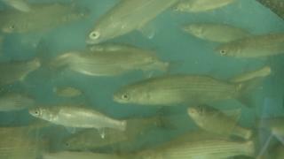 UE interzice o substanță periculoasă folosită de agricultorii din România. Specialiștii avertizează că poate contamina peștele pe care îl mâncăm