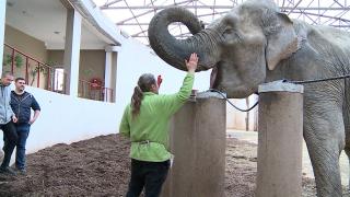 Legătura dincolo de cuvinte între un elefant şi îngrijitorul său. S-au reîntâlnit după mult timp, la ZOO Târgu Mureş
