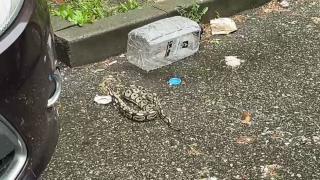 Piton, abandonat pe o stradă din Baia Mare. Autoritățile îl caută acum pe propietar