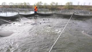 Delicatesa românească ce ajunge pe mesele elvețienilor și germanilor. Se vinde și cu 2.000 de euro