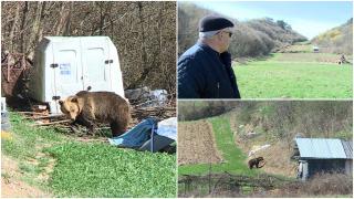 Localnicii unei comune din Mureș, vizitați aproape zilnic de un urs care caută hrană: "E destul de periculos că ăsta nu e prietenul nostru"