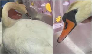 Lebădă lovită cu pietre de mai mulți tineri, în Târgu Jiu. Un pescar a salvat pasărea și a dus-o la veterinar