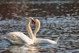 Familie de lebede, atacată cu pietre la Târgu Jiu. Vinovații riscă chiar 7 ani de închisoare