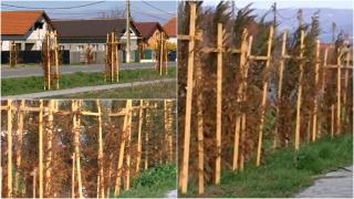 Investiție de aproape jumătate de milion de lei, eșuată. O primărie din Gorj a plantat sute de tuia pe marginea drumului, dar aceștia s-au uscat brusc