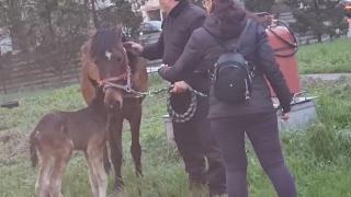 O iapă a adus pe lume un mânz în faţa unei benzinării din Iaşi. Poliţia încearcă să afle cum a ajuns animalul să rătăcească pe străzi
