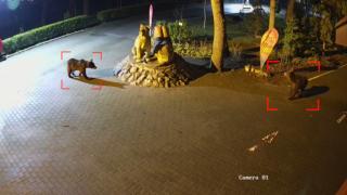 Urşii din Mureş, tot mai "curajoşi". Localnicii s-au obişnuit cu prezenţa lor: "Am pus şi tăbliţe de avertizare"