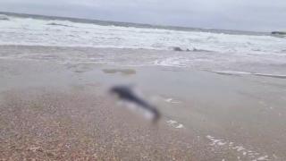 Imagine dezolantă, la malul mării: un delfin mort, plin de răni, a fost adus de valuri pe plaja din Eforie Sud