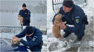 Misiune specială pentru un jandarm din Iaşi. Răzvan a salvat un căţelus îngropat în zăpadă: "L-a uscat şi l-a dus într-un loc cald"