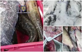 Peste 1.000 de kilograme de peşte confiscate înainte de Duminica Floriilor. Ce nereguli au găsit inspectorii de la Protecţia Consumatorilor