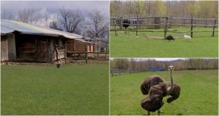 Afacerea care devine mai profitabilă în perioada Paştelui. Preţurile pot varia între 150 şi 170 de lei