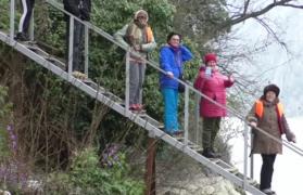 Floarea unică în lume care creşte din piatră, în România. Turiştii bat cale lungă, să o vadă măcar o dată în viaţă