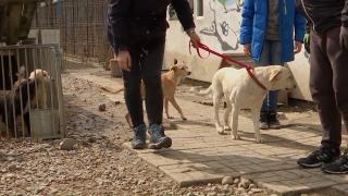 În 5 ani, dintr-o pereche de câini nesterilizaţi se nasc mii de urmaşi. Mulţi dintre ei ajung pe străzi