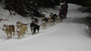 Turiştii au profitat din plin de "zăpada mieilor". S-au plimbat cu atelaje trase de husky şi au ciocnit ouă roşii