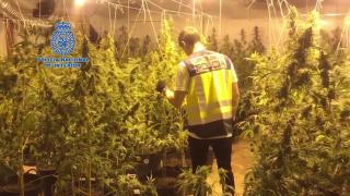 Trei români au ajuns pe mâinile poliţiştilor spanioli. Bărbaţii se ocupau de o plantaţie de marijuana în Gandia