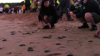 Miracolul din nisipuri: Aproape 100 de pui de broască ţestoasă, eliberaţi în ocean în Australia