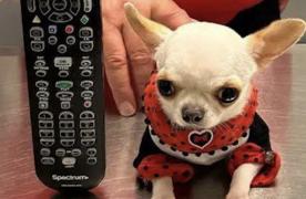 Cel mai scund câine din lume. Pearl are numai 9 centimetri şi cântăreşte puţin peste 500 de grame