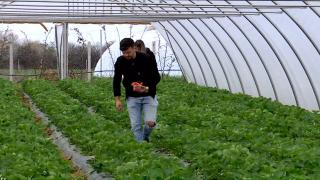 Cât costă un kg de căpşune româneşti din prima recoltă. Preţul e ameţitor, dublu faţă de al celor din import