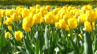 Peisaj de basm în "Oraşul Florilor" din România: au înflorit zeci de mii de lalele, din diferite specii