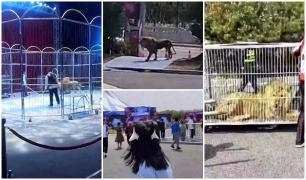 Momentul de infarct în care doi lei evadează din cuşcă, în timpul unui spectacol de circ, în China. Imaginile teribile, filmate de spectatorii şocaţi