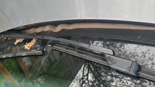 Un șofer din București s-a trezit cu un şarpe pe parbriz. Curajos, bărbatul a luat reptila de pe maşină şi a lăsat-o în iarbă.