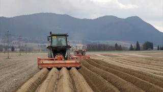 Cultura care le dă bătăi de cap agricultorilor. Costurile se ridică la 40.000 de lei pentru un hectar: "La toamnă nu ştiu ce recoltăm"