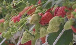 Cât costă un kg de căpşuni crescute într-un amestec făcut din coajă de nucă de cocos. Andra şi Cătălin au dat lovitura cu afacerea lor