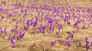 Peisaj de vis la munte. Două anotimpuri în acelaşi decor: mii de brânduşe au înflorit printre peticele de zăpadă