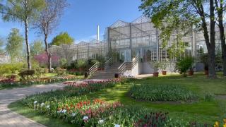 Expoziție de lalele și narcise la Grădina Botanică din Iași.  "Superbe, ca de fiecare dată, în fiecare an"