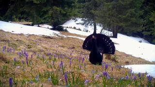 Cocoș de munte,  filmat în timpul dansului nupţial, în Parcul Naţional Piatra Craiului