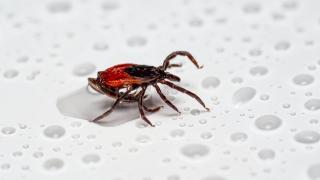 Cum ne ferim de căpuşe. O simplă înţepătură poate provoca afecţiuni grave, precum boala Lyme