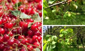 Când vom putea găsi cireşe româneşti în pieţe. Agricultorii spun că vremea rea a distrus recoltele