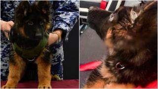 Turcia a făcut cadou Mexicului un pui de ciobănesc german, în semn de regret şi mulțumire pentru ajutorul acordat de câinele Proteo după cutremur