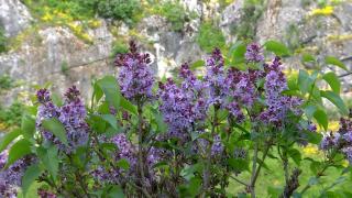 Rezervaţia unică din România unde liliacul este rege. Deşi a fost declarată zonă protejată acum două decenii, floarea e pe cale de dispariţie