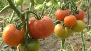 Cât costă un kg de roşii româneşti din prima recoltă. Aşteptarea pofticioşilor va lua sfârşit în câteva zile: "Le caută pentru că văd că au gust"