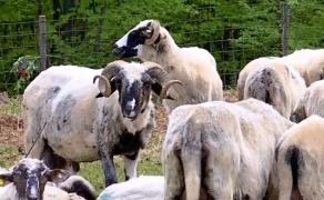 "Măsurişul Oilor" şi Ruptul Sterpelor, cele mai vechi obiceiuri pastorale din Maramureş. Bucatele tradiţionale, nelipsite de la sărbătoare