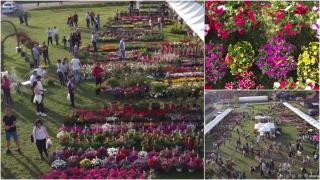 Cel mai frumos târg de plante, în Mureş. Floarea care a cucerit în acest an toţi vizitatorii