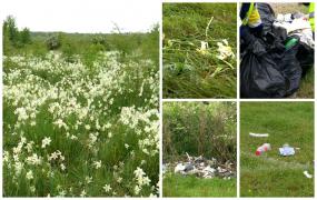 În clasicul stil românesc: Rezervaţie naturală de narcise sălbatice din Târgu Jiu, vandalizată de turiști. În schimb, au lăsat tone de gunoaie