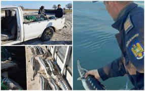 Aproape 300 kg de peşte braconat, descoperite de poliţiştii de frontieră. 29 de sturioni, eliberaţi în Dunăre