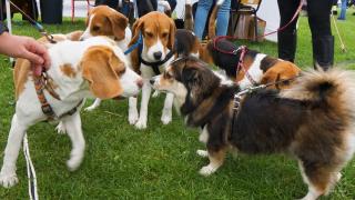 Animalele au făcut spectacol, în acest weekend, la Iaşi. Unii copii au văzut, pentru prima dată, vaci sau oi, în realitate