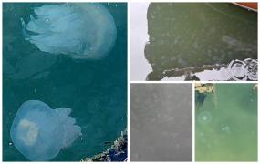 Invazie de meduze în Portul Tomis din Constanța: "Este un fenomen natural, firesc"